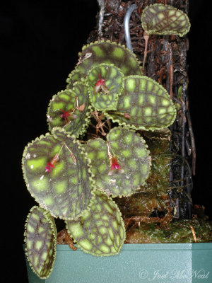 Lepanthes calodictyon