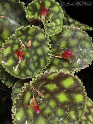 <i>Lepanthes calodictyon</i>