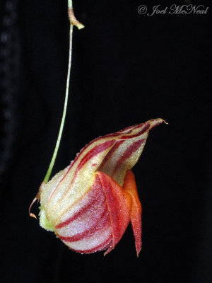 Lepanthes caprimulgus