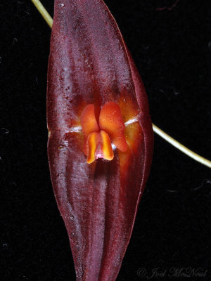 Lepanthes elegantula
