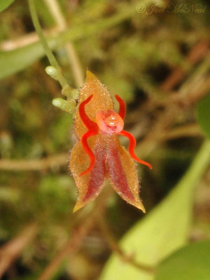 Lepanthes jayandellii