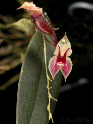Lepanthes meniscophora