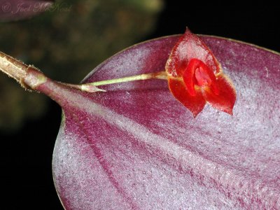 Lepanthes obtusa