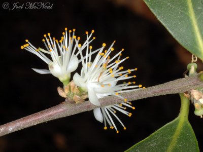 Sweetleaf: <i>Symplocos tinctoria</i>