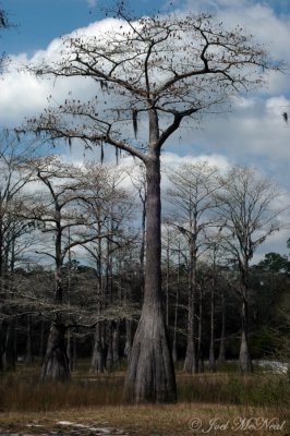 Pondcypress: Taxodium ascendens