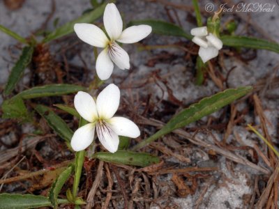 Lance-leaved Violet: Viola lanceolata