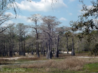 Pondcypresses: Taxodium ascendens