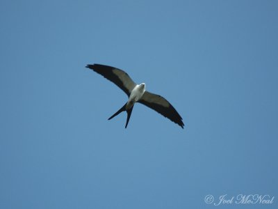 Swallow-tailed Kite