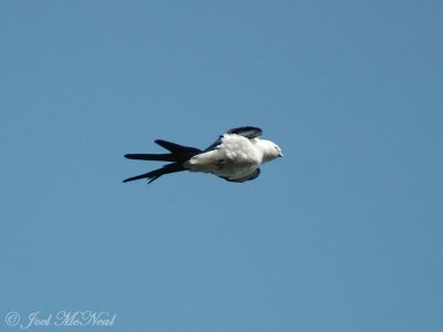 Swallow-tailed Kite display flight