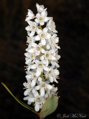 Titi: Cyrilla racemiflora