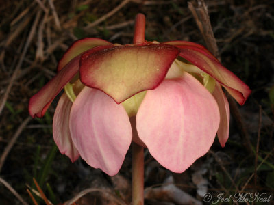 Decumbent Pitcher Plant: Sarracenia rosea