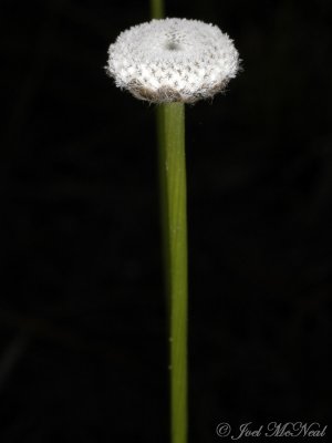 Tenangle Pipewort: Eriocaulon decangulare