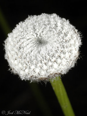 Tenangle Pipewort: Eriocaulon decangulare