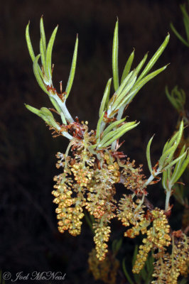 Dwarf Live Oak: Quercus elliottii