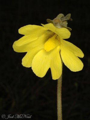 Yellow Butterwort: <i>Pinguicula lutea</i>