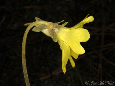 Yellow Butterwort: Pinguicula lutea