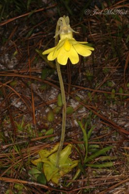 Yellow Butterwort: Pinguicula lutea