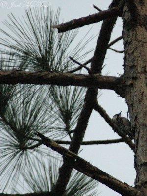 Red-cockaded Woodpecker