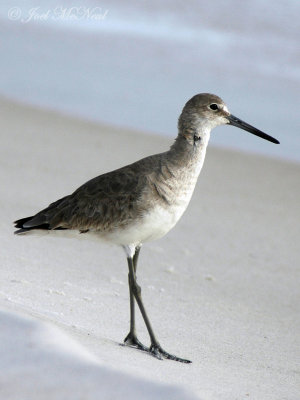 Willet