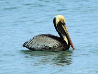 Brown Pelican