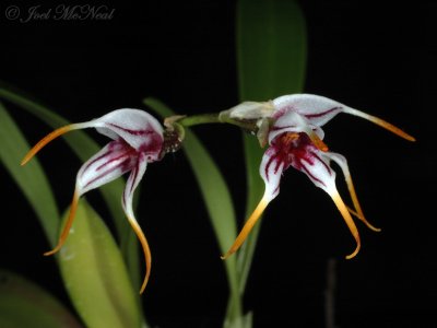 Masdevallia caloptera
