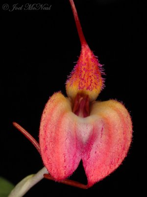 Masdevallia eumeliae