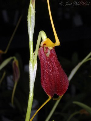 Masdevallia exelsior