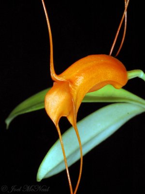 Masdevallia hirtzii