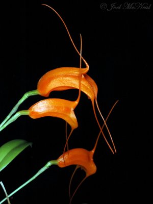 Masdevallia hirtzii