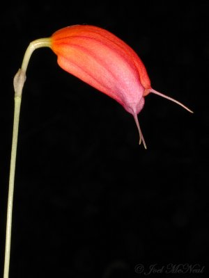 Masdevallia lucernula
