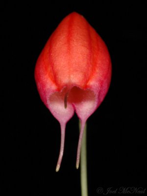 Masdevallia lucernula