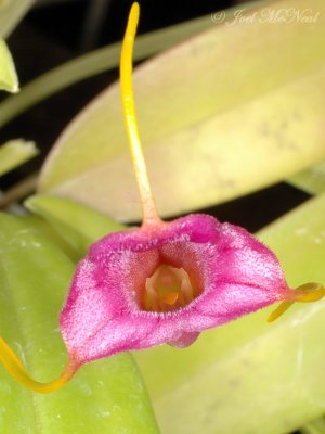 Masdevallia mystica
