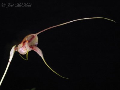 Masdevallia nidifica