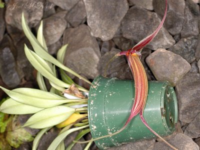 Masdevallia patula