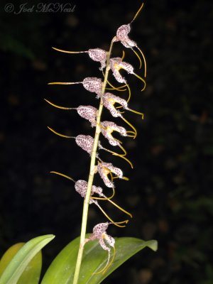 Masdevallia polysticta