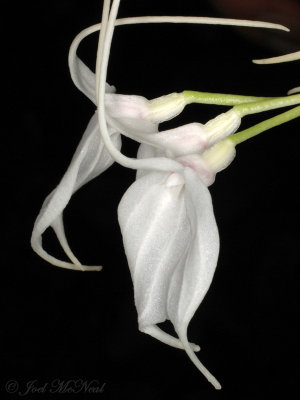 Masdevallia tovarensis