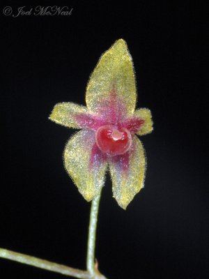 Platystele ximenae