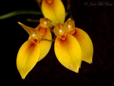 Pleurothallis grobyi