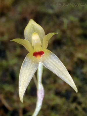 Pleurothallis minutalis