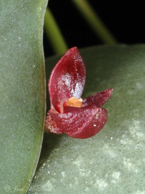 Pleurothallis nipterophylla