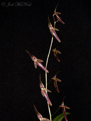 Pleurothallis stricta