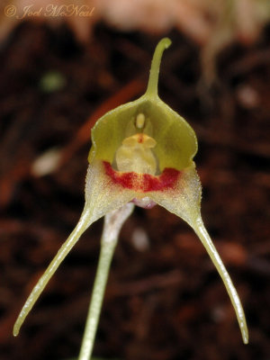 Masdevallia buccelenta