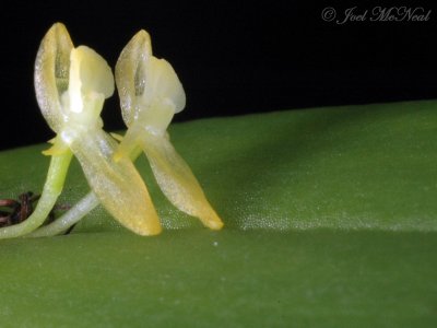 Pleurothallis carrenoi