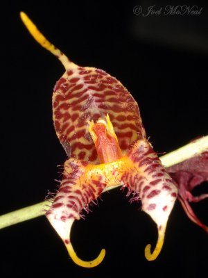 Masdevallia leptoura