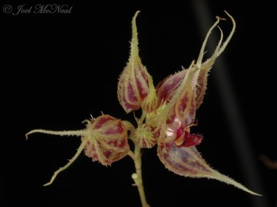 Lepanthes terborchii?
