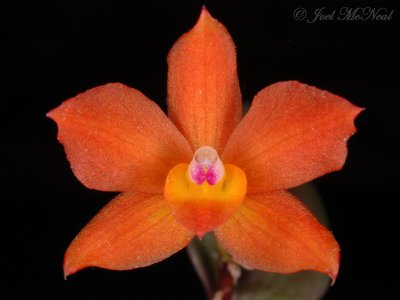 Other orchid genera