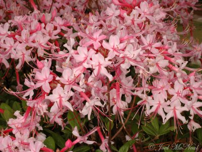 Piedmont Azalea: <i>Rhododendron canescens</i>