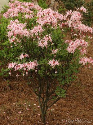 Piedmont Azalea: Rhododendron canescens