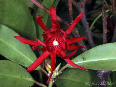 Florida Star Anise: Illicium floridana