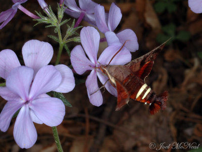 Nessus Sphinx Moth (Amphion floridensis) on Blue Phlox (Phlox divaricata)
